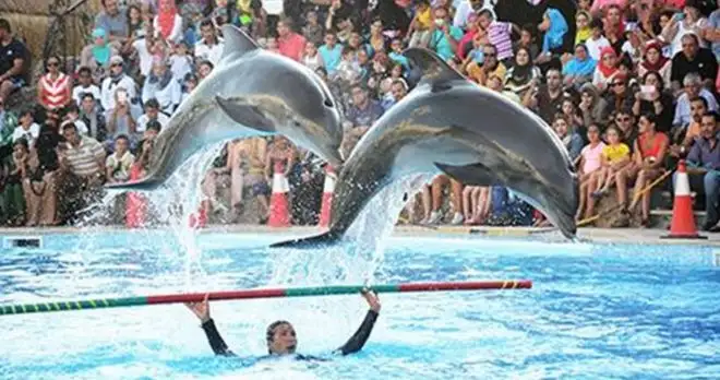 Antalya Dolphin Show 1